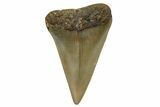 Fossil Broad-Toothed Mako Shark Tooth - North Carolina #257361-1